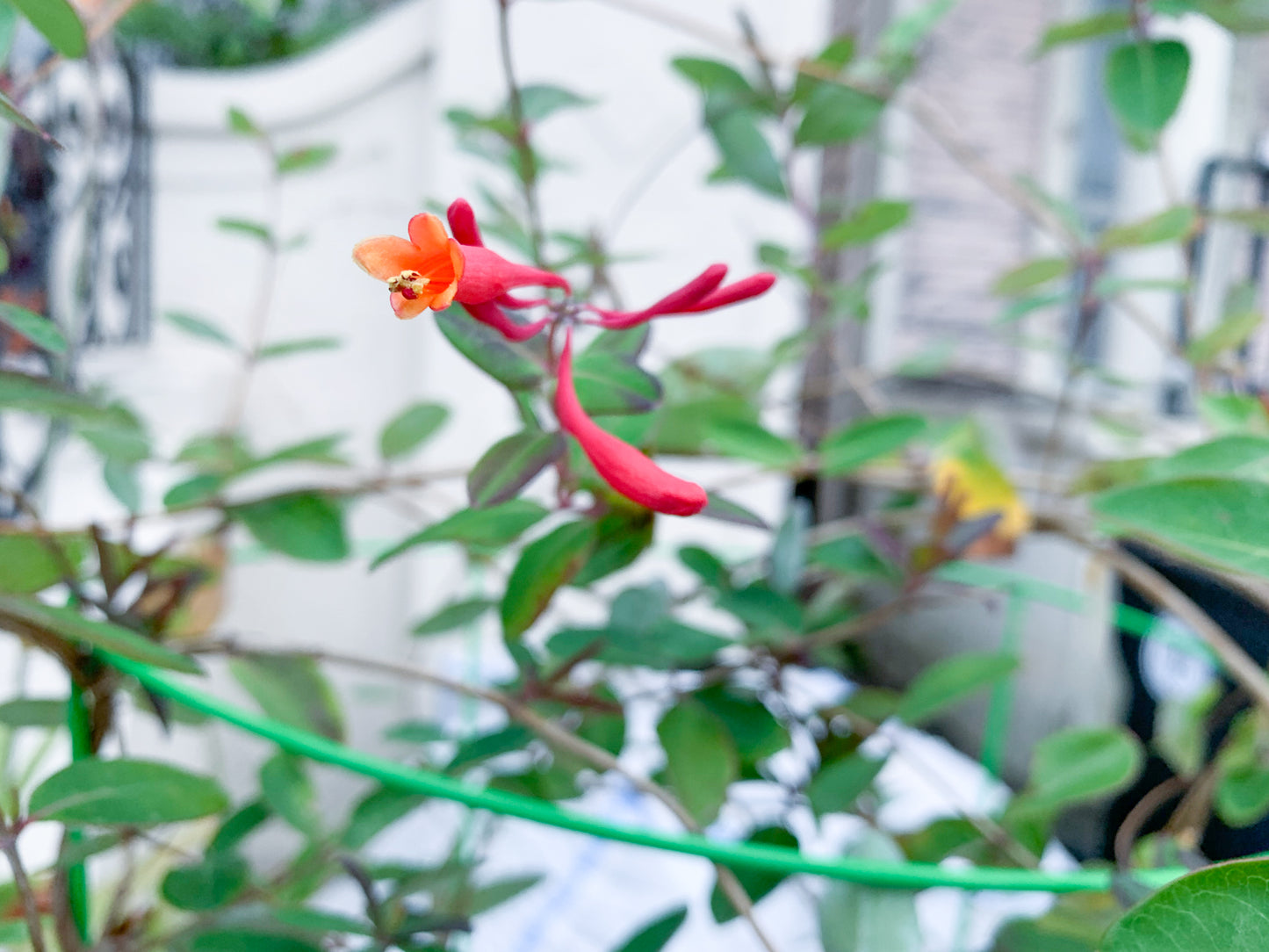 Herbal Consult: Check In (60 min)
