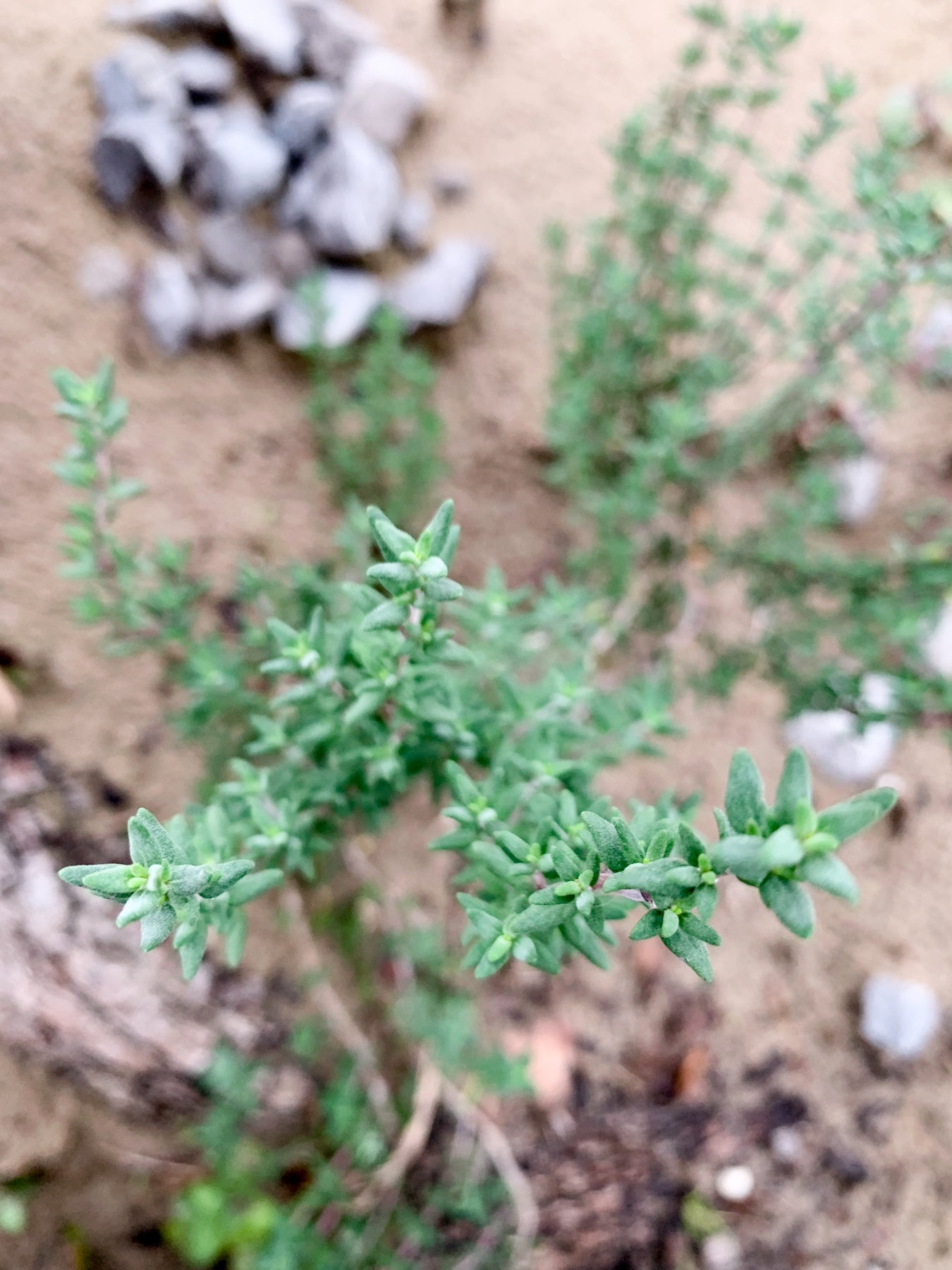Herbal Consult: Acute Isse (40 min)